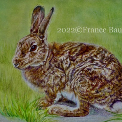 Suicidal Rabbit - 10 hours
Daler-Rowney heavy weight paper
4" x 6"
Ref: My own photo